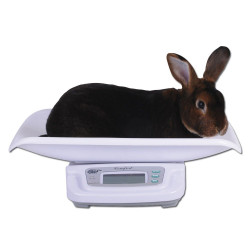 Escala de conejo 20kg