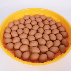 Incubadora manual de 70 huevos de gallina ( Puisor IO-102 TH )