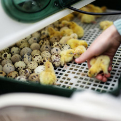 Incubadora semiautomática 12 huevos gallinas -River System Egg Tech 12