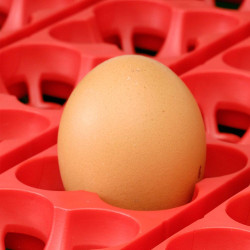 Incubadora semiautomática 49 huevos de gallina ( River Systems Egg Tech)