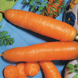 Zanahoria carentan medio larga