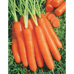 Zanahoria larga y lisa (6g)